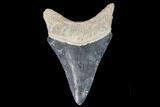 Serrated, Fossil Megalodon Tooth - Florida #110440-1